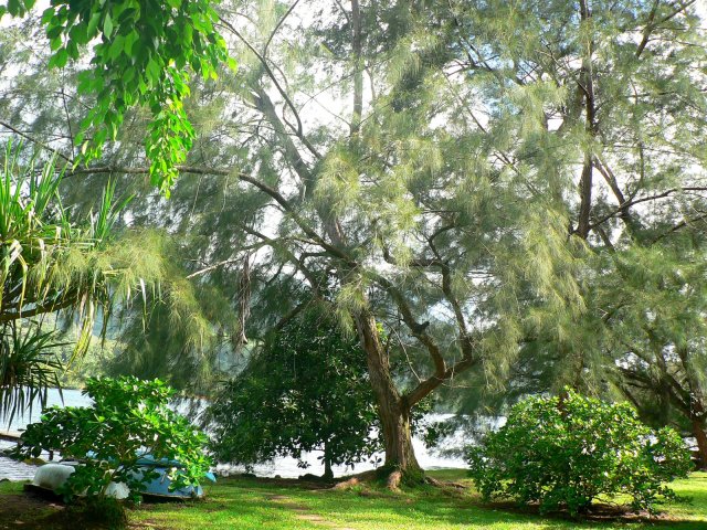 125- Aito - Bois de fer 